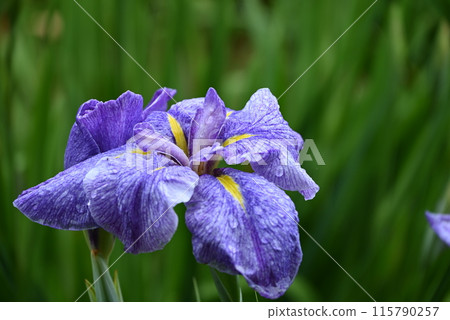 花Shobu在雨中變濕 115790257