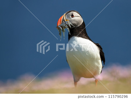 Atlantic puffin with sand eels in its beak on a coastal area of Scotland 115790296