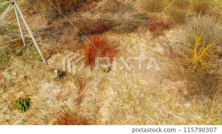 Men Dressed As US American Soldiers Of USA Infantry Of World War II sneaking around In spring Autumn Day. Soldiers Marching In meadow . Aerial view elevated shot 115790307