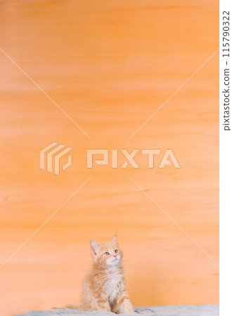 Cat Copy Space Background In Calming Coral Color Colour. Young Red Maine Coon Kitten Cat Sitting On Sofa. Coon Cat, Maine Cat, Maine Shag. Amazing Pets Pet. Portrait On Backdrop In Yellow Light Orange 115790322