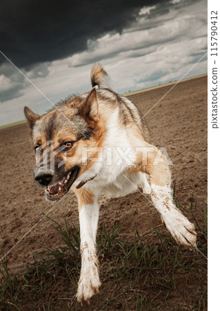 Angry Aggressive Mad Dog Running On Camera Angry Aggressive Mad Dog Running On Camera 115790412
