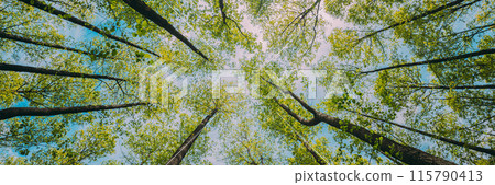 Looking Up In Beautiful Pine Deciduous Forest Trees Woods Canopy. Bottom View Wide Angle Background. Greenwood Forest. Trunks And Branches With Fresh Spring Lush Looking Up In Beautiful Pine Deciduous Forest Trees Woods Canopy. Bottom View Wide Angle Background. Greenwood Forest. Trunks And Branches With Fresh Spring Lush 115790413
