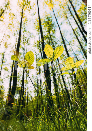 Bottom View Of Growing Small Young Sprigs Spring Green Trees. Sun Sunrays Shine Through Fresh Vegetation And Branches Leaves. Summer Sunny Day. Wide Angle 115790414