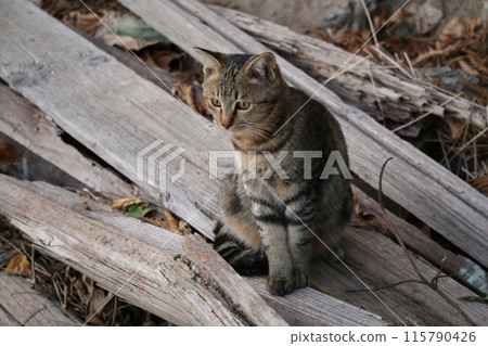 Setouchi Island Cat 115790426