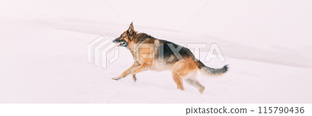 Purebred Adult Alsatian Wolf Dog Fast Running Outdoor. Pet Friendship Concept. Snow Winter Sunny Day. Playful Shepherd Dog Outdoors Winter Season. Copy Space 115790436