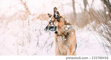 Purebred Adult Alsatian Wolf Dog Covered In Snow. Dog At Snow Winter Forest. Playful Pet Outdoors. Soft Sun Light Above German Shepherd Dog. Pet Friendship Concept. Curious Dog Look Left 115790438