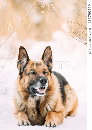 Squinting Funny Alsatian Wolf Dog. Funny Curious Young Shetland Sheepdog, Sheltie, Collie And German Shepherd Dog Resting In Snowy Winter Forest After Leisure Game Squinting Funny Alsatian Wolf Dog. Funny Curious Young Shetland Sheepdog, Sheltie, Collie And German Shepherd Dog Resting In Snowy Winter Forest After Leisure Game 115790439