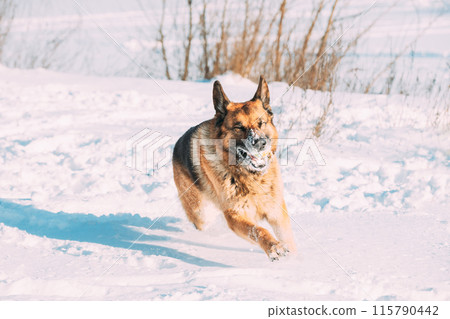 Purebred Adult Alsatian Wolf Dog Fast Running Outdoor. Snow Winter Sunny Day. Pet Friendship Concept. Playful Shepherd Dog Outdoors Winter Season 115790442