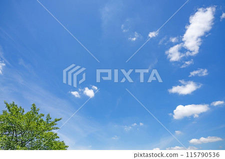 初夏的雲朵和樹木 初夏的雲朵和樹木 115790536