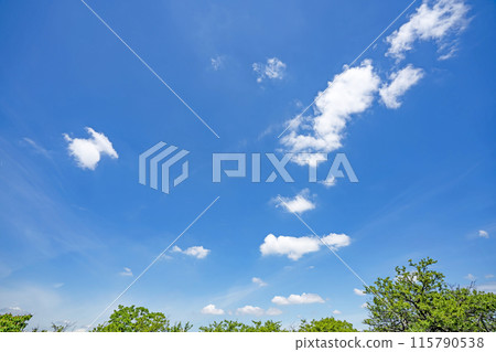 Clouds and trees in early summer Clouds and trees in early summer 115790538