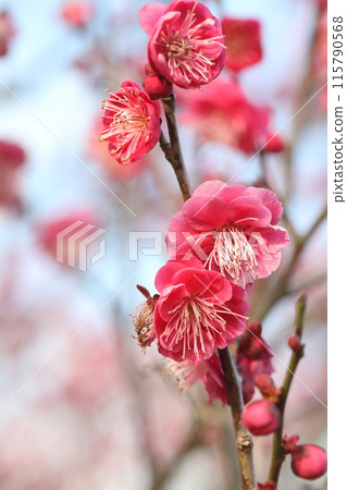 Red plum flower 115790568