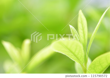 春天的新鮮綠杜鵑花生長環境形象 115790572