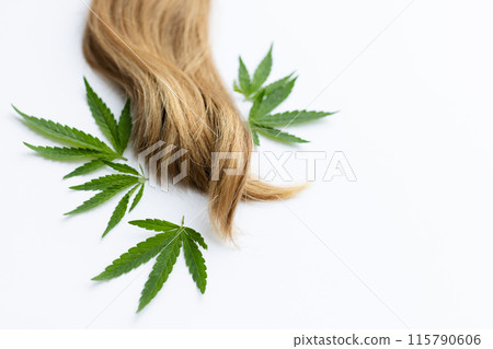Hair with green fresh leaves of cannabis. On a white background with a copy space. Hair with green fresh leaves of cannabis. On a white background with a copy space. 115790606