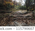 A mountain path with dead leaves that feels like autumn 115790607