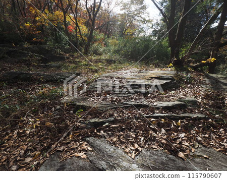 A mountain path with dead leaves that feels like autumn A mountain path with dead leaves that feels like autumn 115790607