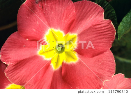 Primrose Primrose 115790840