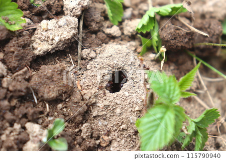 Antlion Ants Ant nest Ants' nest Antlion Ants Ant nest Ants' nest 115790940