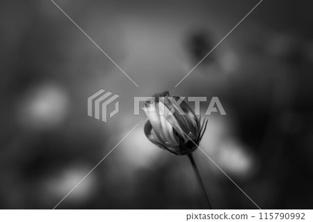 Monochrome World -Cosmos buds- Monochrome World -Cosmos buds- 115790992