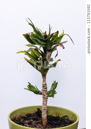 Indoor Plant Palm Tree in a Ceramic Brown Pot 115791082