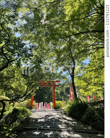 Torii gate surrounded by fresh greenery Torii gate surrounded by fresh greenery 115791225