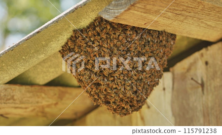 A hive of wild bees have attached themselves to the barn. A hive of wild bees have attached themselves to the barn. 115791238
