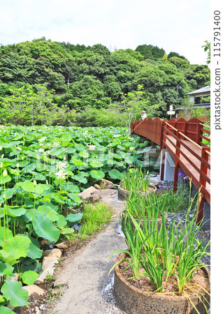 人們在下關市東橋庵荷花池橋上欣賞大花 115791400