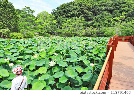 People admiring the lotus pond and observation deck at Togyoan in Shimonoseki 115791403