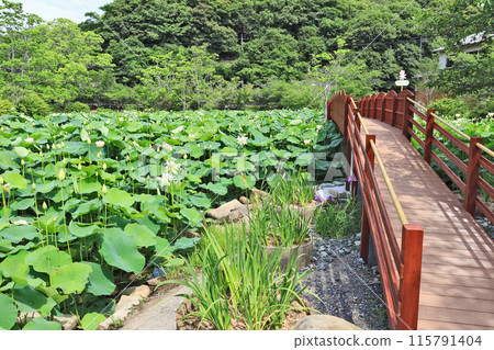 Beautiful large flowers blooming in the lotus pond at Togyoan in Shimonoseki city and a bridge 115791404