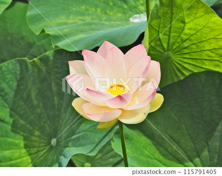 Pink lotus flowers blooming in a pond in the grounds of Togyoan Temple in Shimonoseki, Yamaguchi Prefecture 115791405