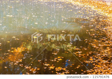 Fallen golden leaves in pond. Autumn background, abstract. Place for text, copy space Fallen golden leaves in pond. Autumn background, abstract. Place for text, copy space 115791476