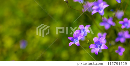Banner with purple bell flowers on background of green garden. copy space, text space, template, layout, mockup. Postcard Banner with purple bell flowers on background of green garden. copy space, text space, template, layout, mockup. Postcard 115791529