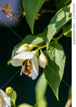 Bumblebee in jasmine flower on dark background. Vertical Bumblebee in jasmine flower on dark background. Vertical 115791530