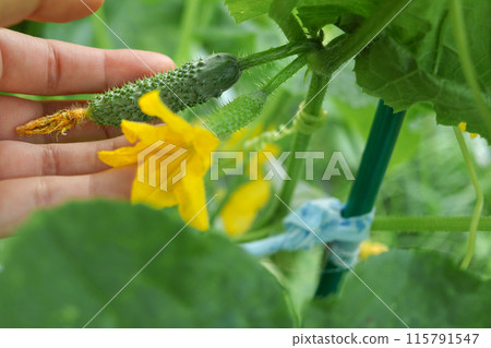 Farmer watching growth of cucumbers while waiting for harvest. Close-up of hand. Caring for horticulture Farmer watching growth of cucumbers while waiting for harvest. Close-up of hand. Caring for horticulture 115791547