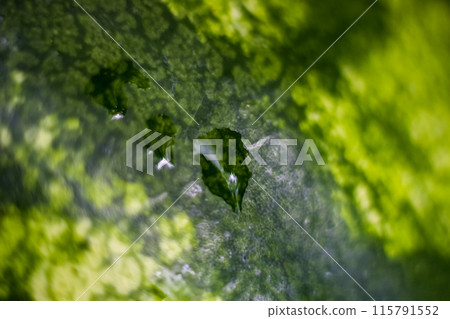 Blurred watermelon peel background with water drops. Macro, texture, backdrop. Abstraction 115791552