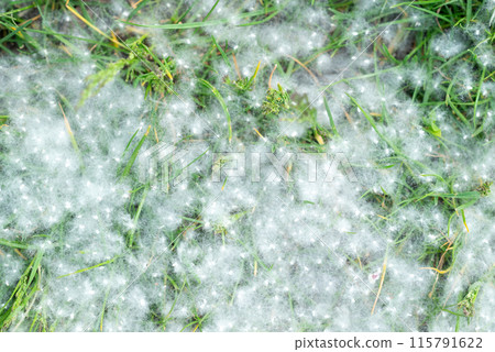 Poplar fluff strong allergen lies on the grass on the ground in summer on a Sunny day. Poplar fluff strong allergen lies on the grass on the ground in summer on a Sunny day. 115791622