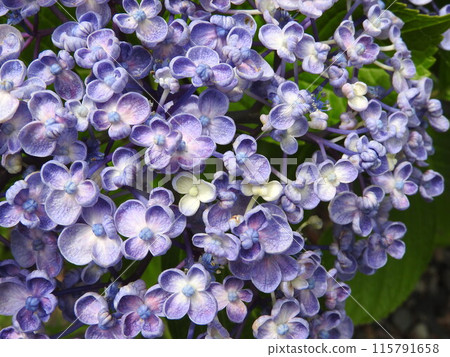 大福繡球花（江戶時代創造的雅庫繡球花型園藝品種，長期以來一直很受歡迎） 115791658