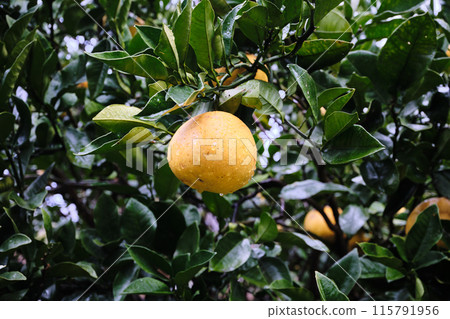 Large ripe tankan trees Large ripe tankan trees 115791956