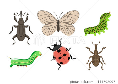 Small weevil beetle on white background Small weevil beetle on white background 115792097