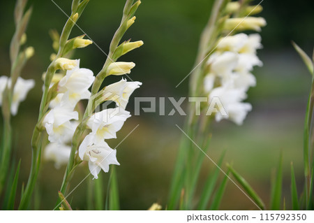 唐菖蒲白花 115792350