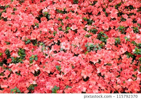 Flowers in the garden Flowers in the garden 115792370