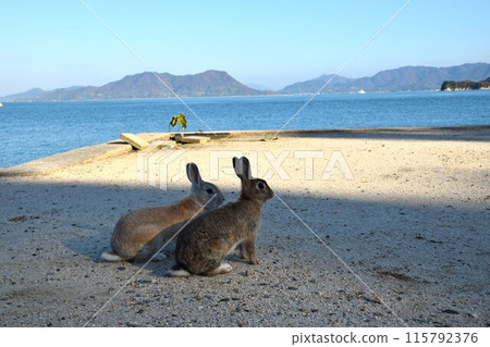 Usagi in Okunojima 115792376