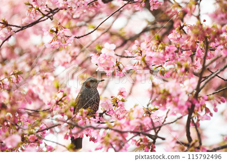 可愛的鵯棲息在盛開的河津櫻花上 115792496