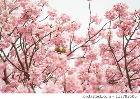 Kawazu cherry blossoms in full bloom and a Japanese white-eye in the center Kawazu cherry blossoms in full bloom and a Japanese white-eye in the center 115792506