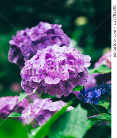 繡球 繡球 115792606