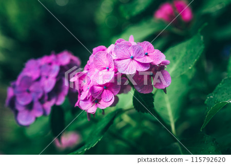 繡球 繡球 115792620