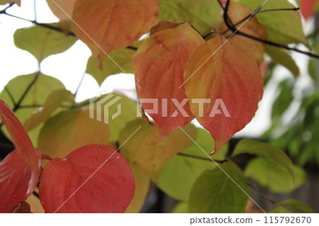 Plants wet with autumn rain Plants wet with autumn rain 115792670