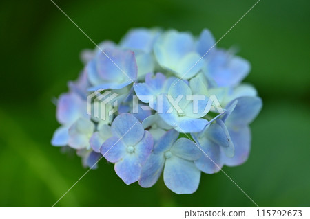  hydrangea 115792673