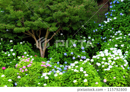 Hydrangeae group Hydrangeae group 115792800