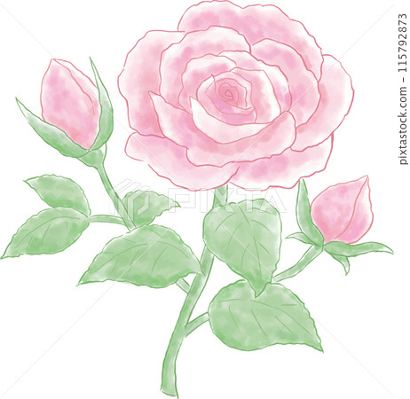 水彩風格粉紅玫瑰插畫 115792873