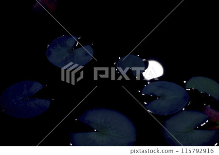 Lotus pond reflecting the moon Lotus pond reflecting the moon 115792916